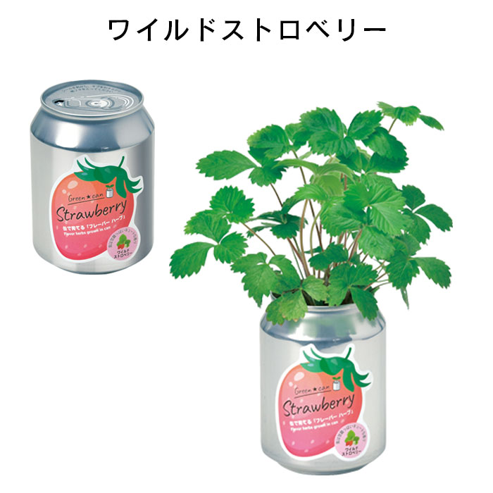栽培セット 室内 プチギフト 缶 栽培キット ハーブ 初心者 グリーン