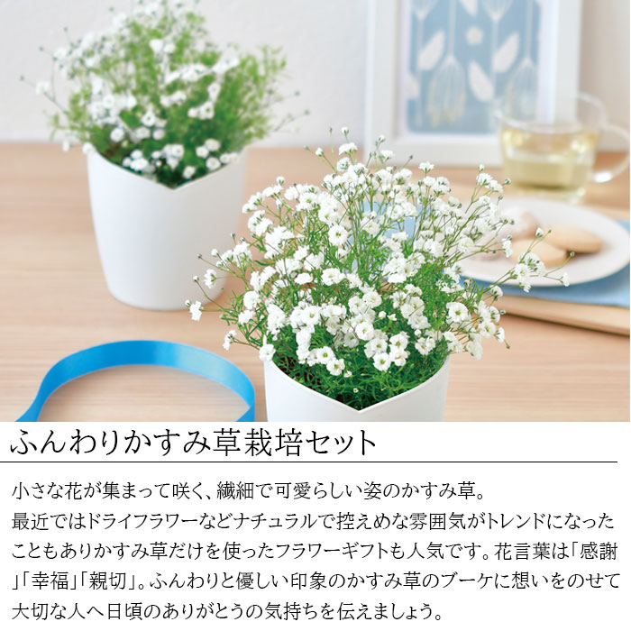 カンパニュラ8個、すずらん、かすみ草セット 栽培キット 室内 かすみ草 ふんわりかすみ草栽培セット 聖新陶芸