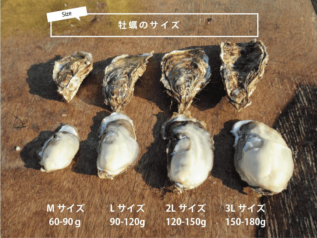 マルえもんのサイズ比較（M・L・2L・3L）