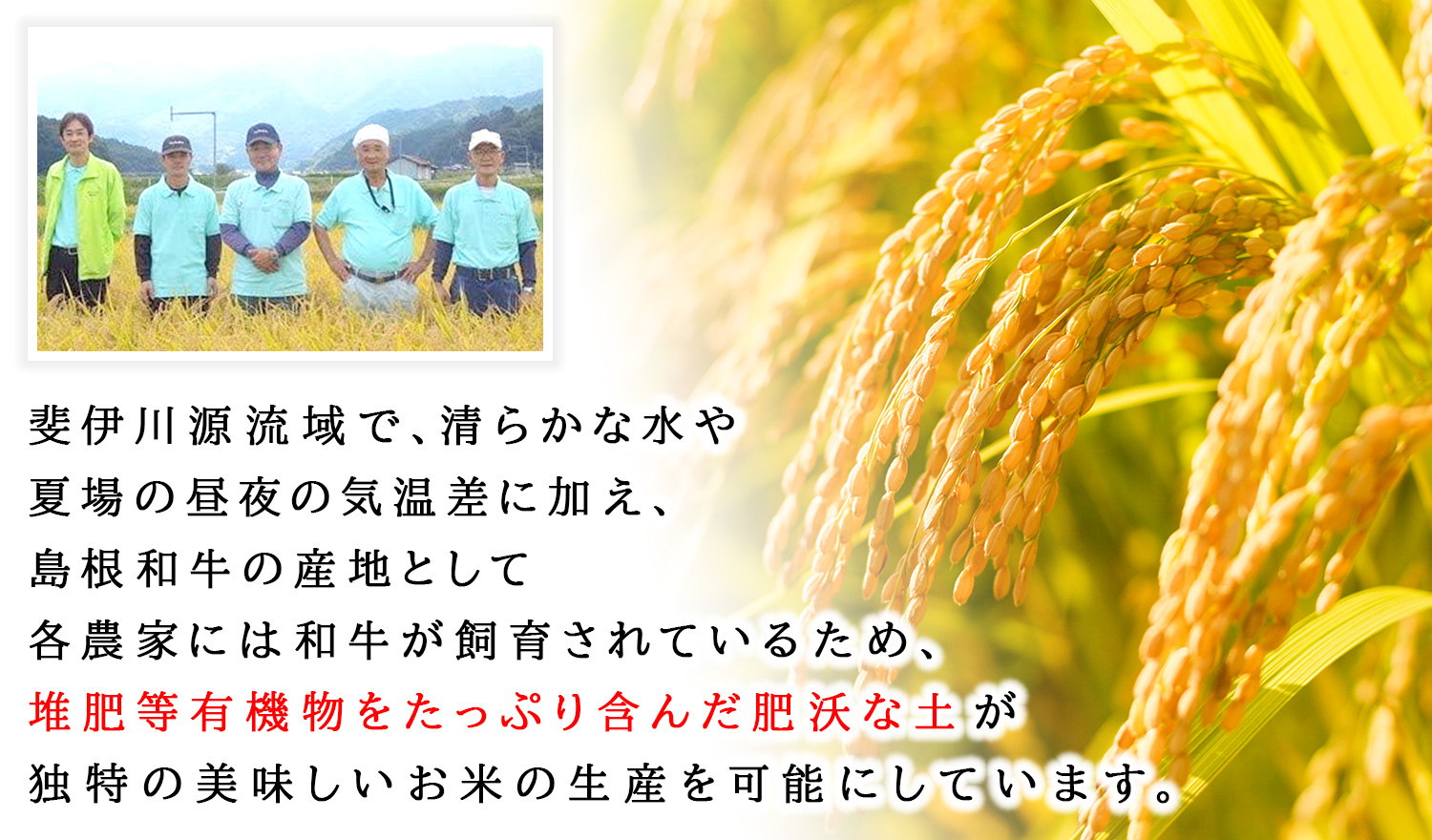 コシヒカリ 令和7年産 島根県奥出雲産仁多米コシヒカリ 白米5kg お米 