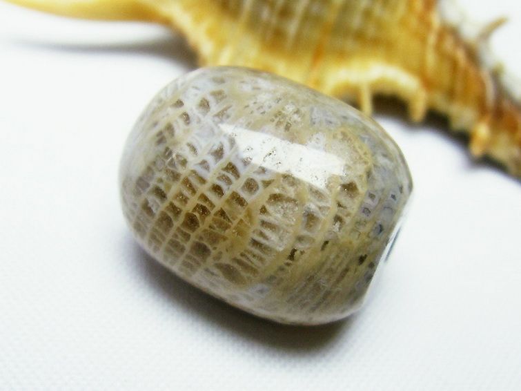 フォッシルコーラル 円柱形 ビーズ 化石珊瑚[T155-2043] 2枚目