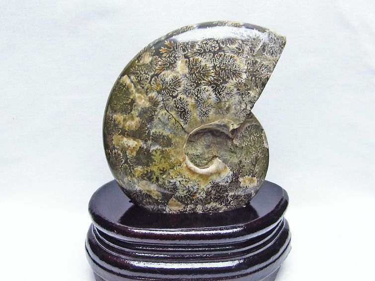 アンモナイト 化石[T570-3838] 1枚目