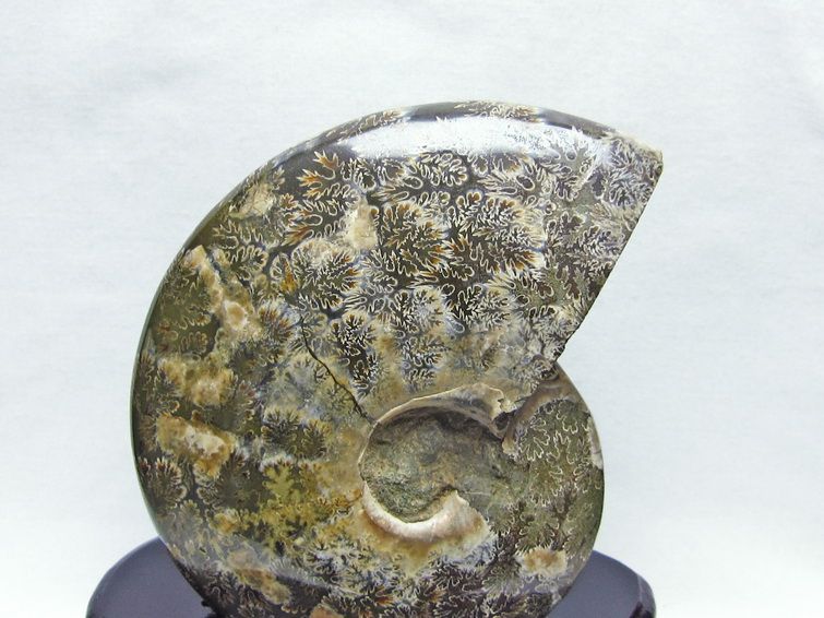 アンモナイト 化石[T570-3838] 2枚目
