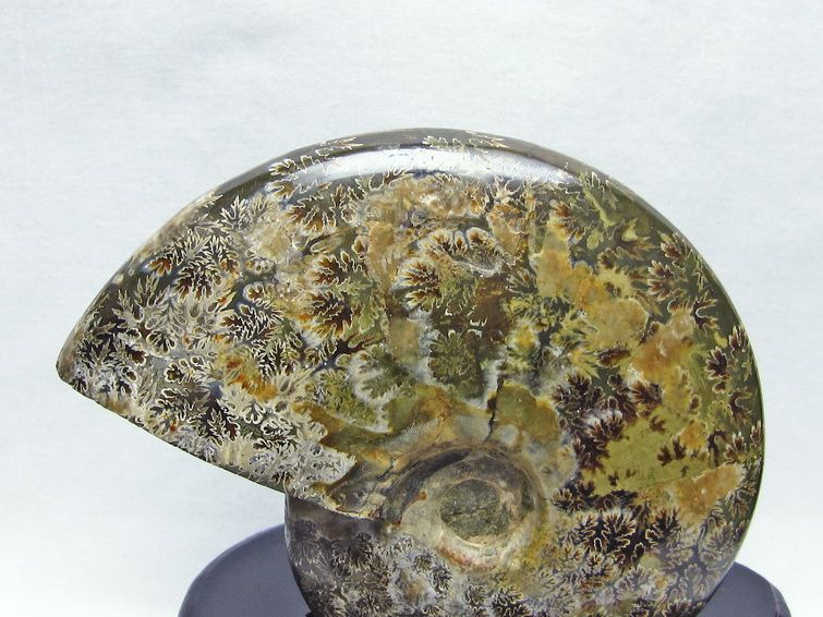 アンモナイト 化石[T570-3838] 3枚目