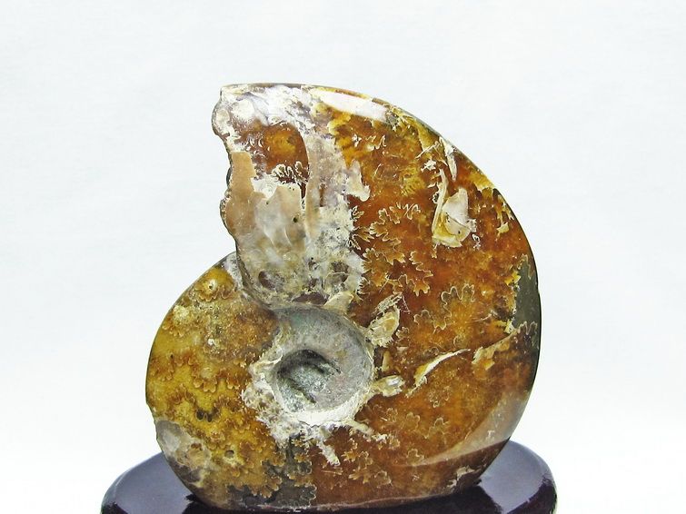 アンモナイト 化石[T570-3870] 3枚目
