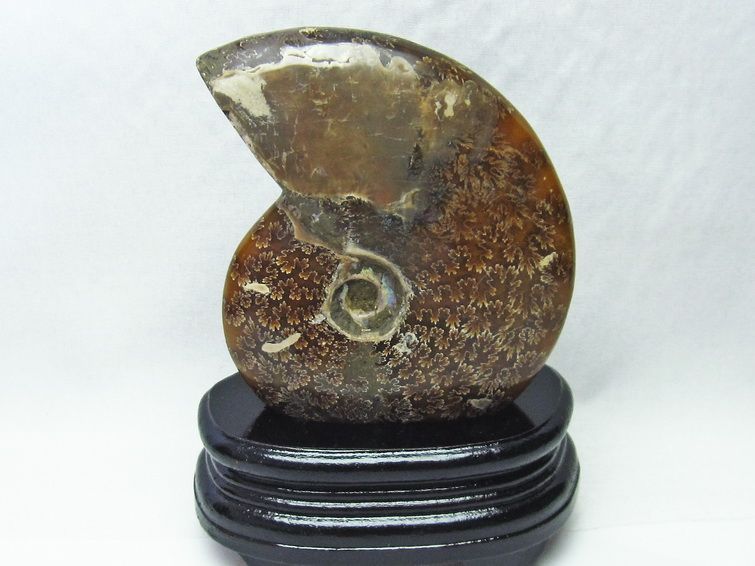 アンモナイト 化石[T570-4007] 1枚目