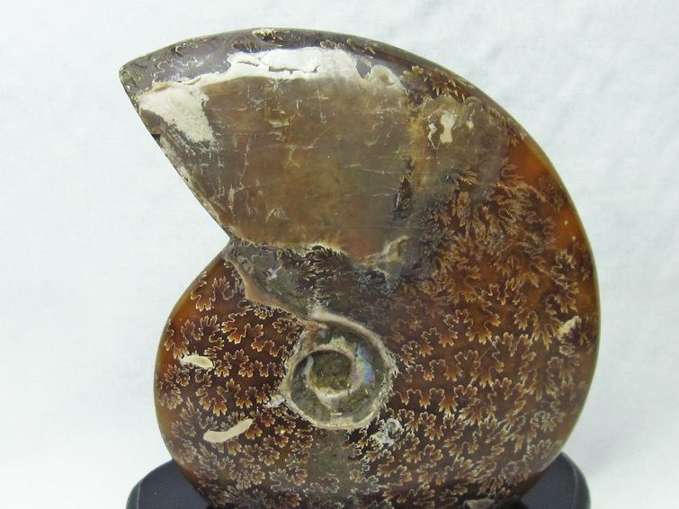 アンモナイト 化石[T570-4007] 2枚目