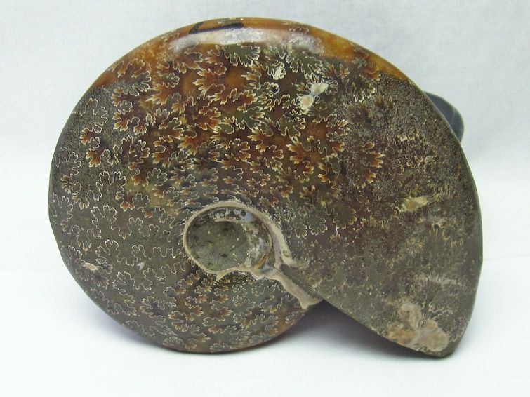 アンモナイト 化石[T570-4007] 3枚目