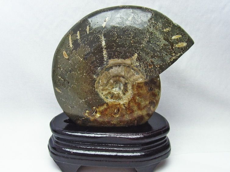 アンモナイト 化石[T570-4038] 1枚目