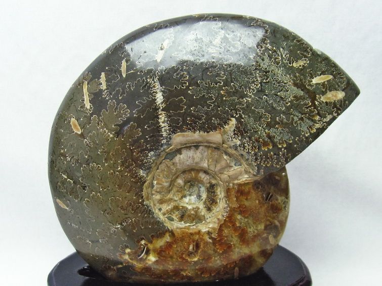 アンモナイト 化石[T570-4038] 2枚目