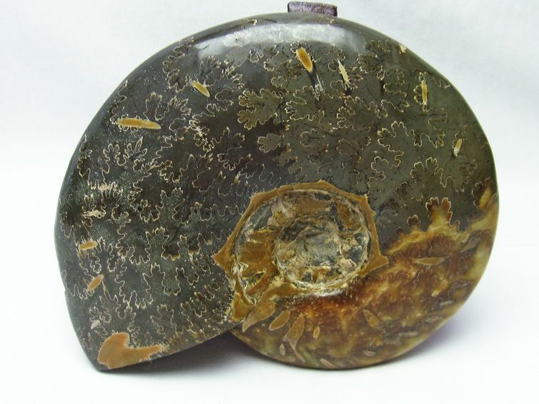 アンモナイト 化石[T570-4038] 3枚目