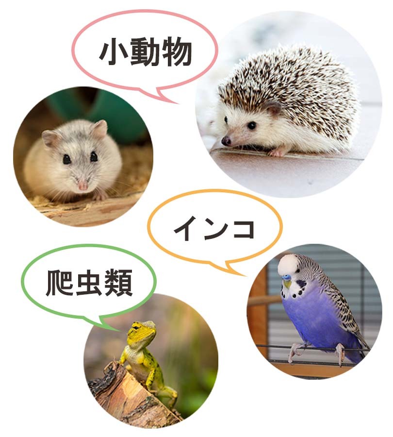 マルカン CASA デジタルサーモ300 MLP-65 温度調整 ペットグッズ