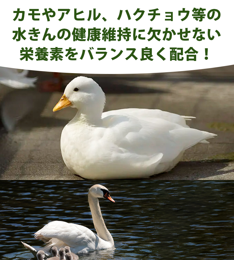 餌 エサ カモ アヒル 水鳥用 新水きん用 10kg ペットフード バードフード 健康維持 浮上性 顆粒 ドライタイプ 鴨 鳥 : u520403 :  ライフスタイル&生活雑貨のMofu - 通販 - Yahoo!ショッピング