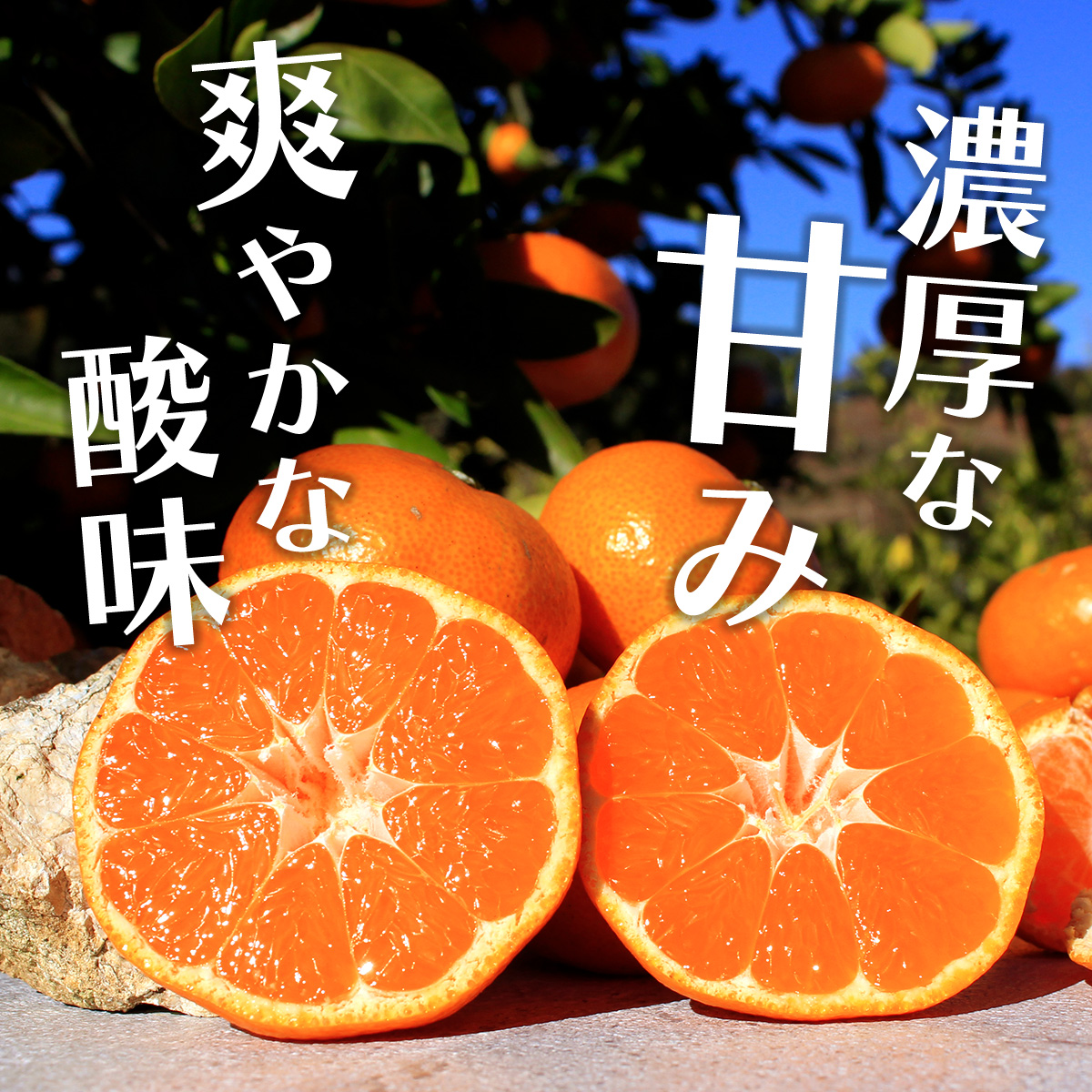 みかん 5kg 三ヶ日みかん青島 33ファームの三ケ日青島みかん 送料無料