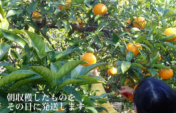 甘夏みかん 無農薬 黒柳さんちの甘夏みかん あまなつ 静岡三ケ日 3.5