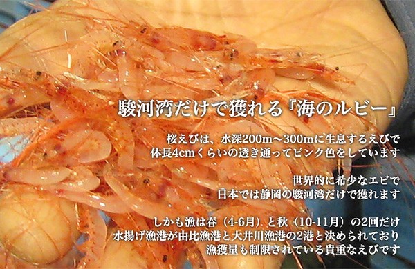 由比 駿河湾産 桜えび