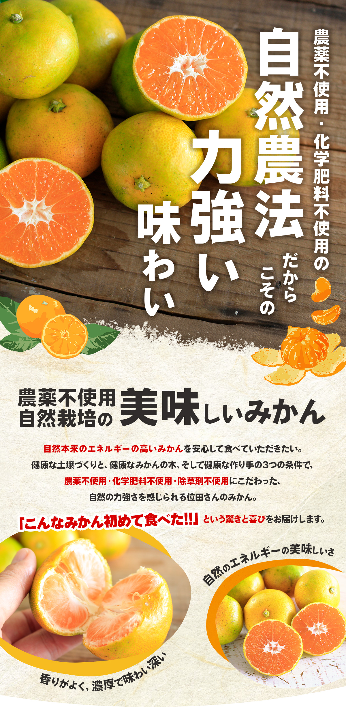 三ヶ日みかん 極早生