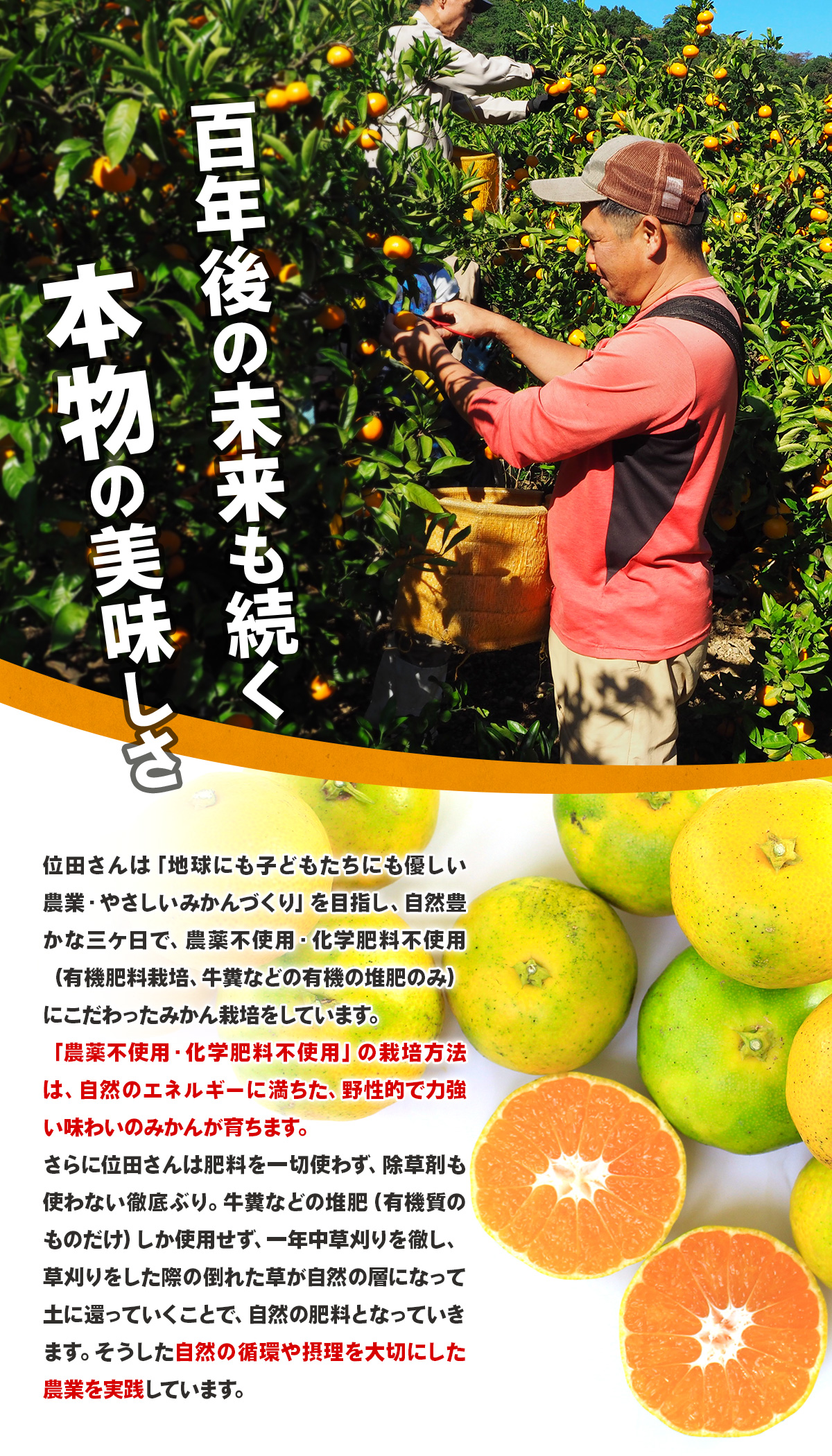 三ヶ日みかん 極早生