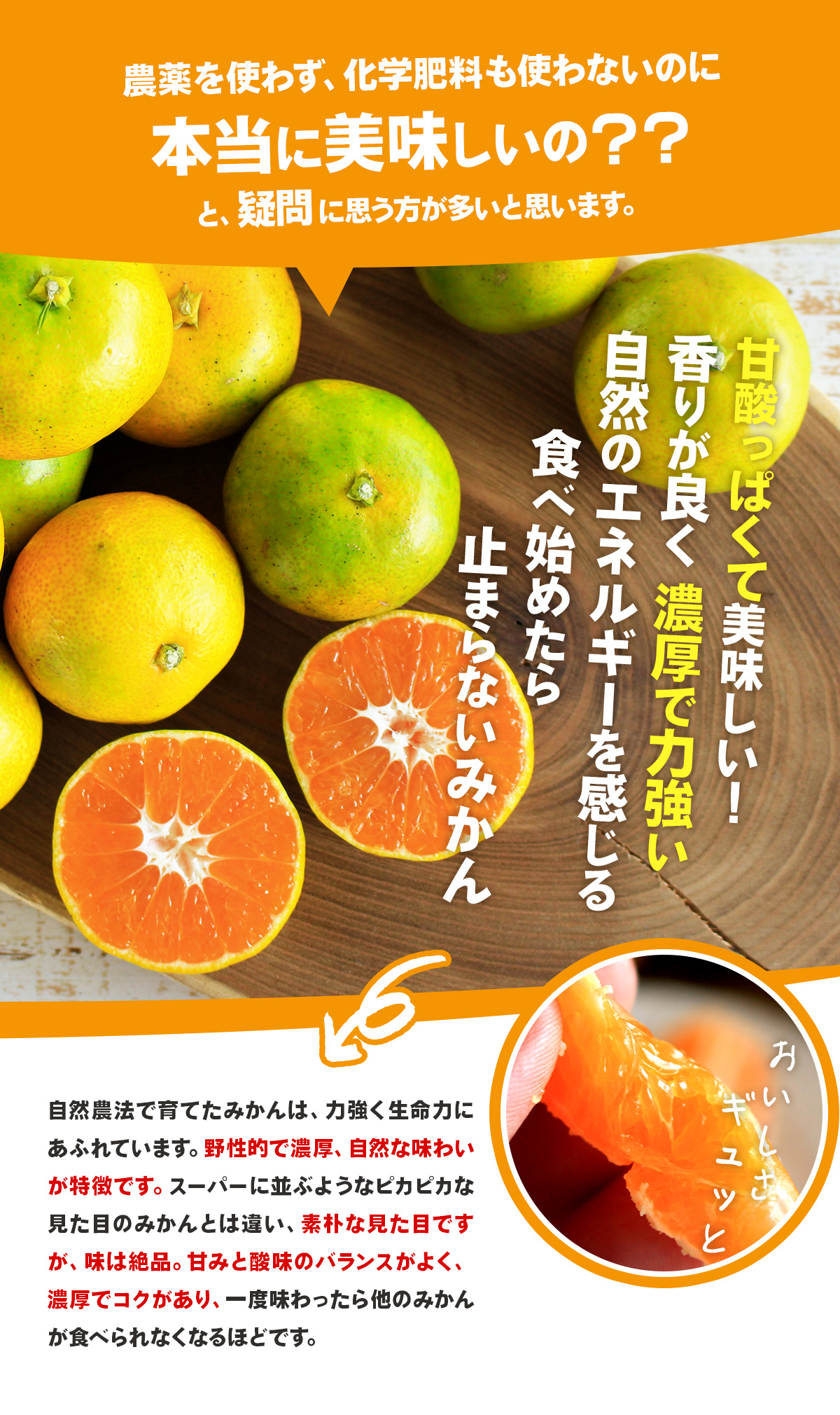 浜名湖みかん極早生