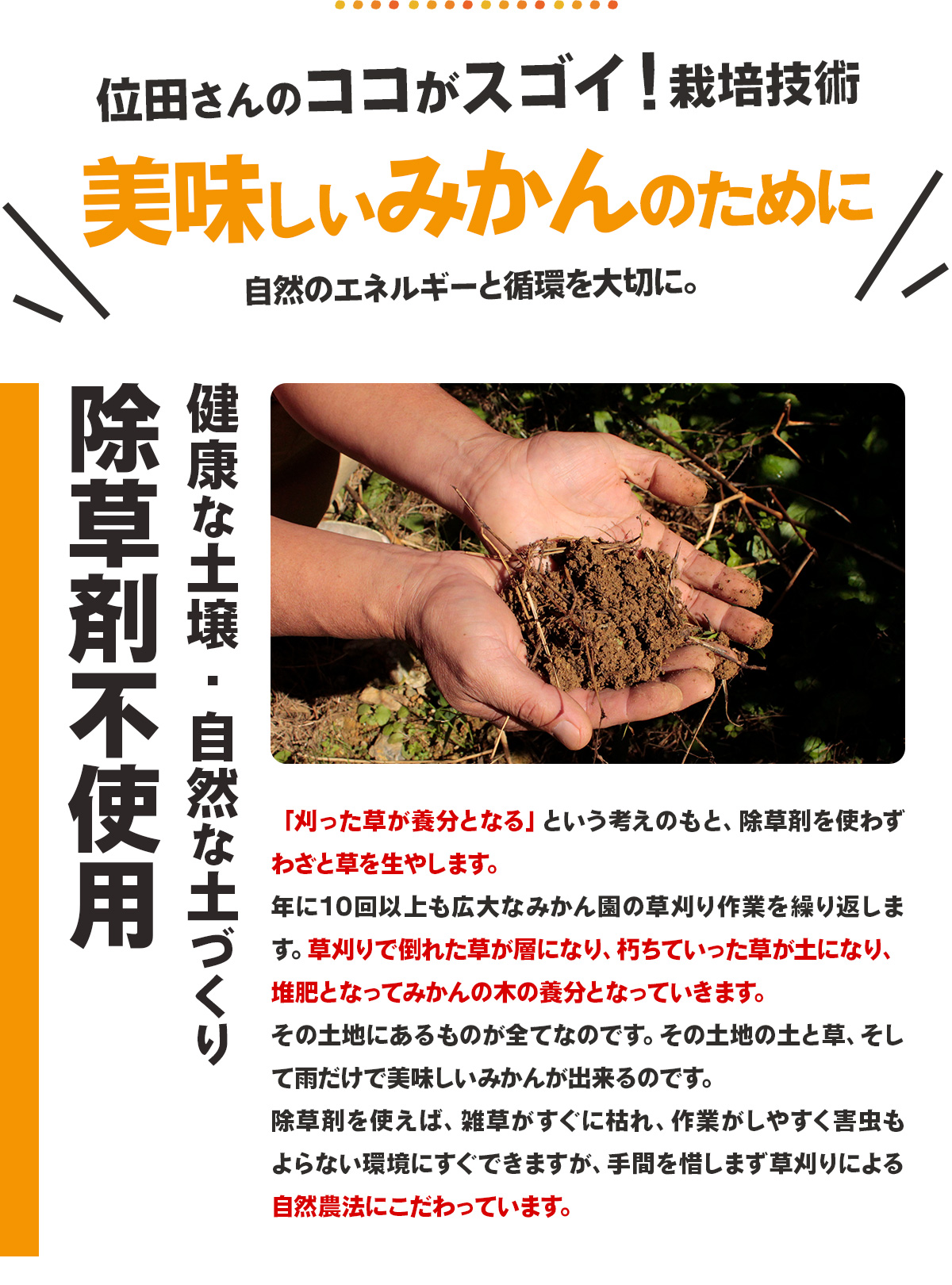 三ヶ日みかん 極早生