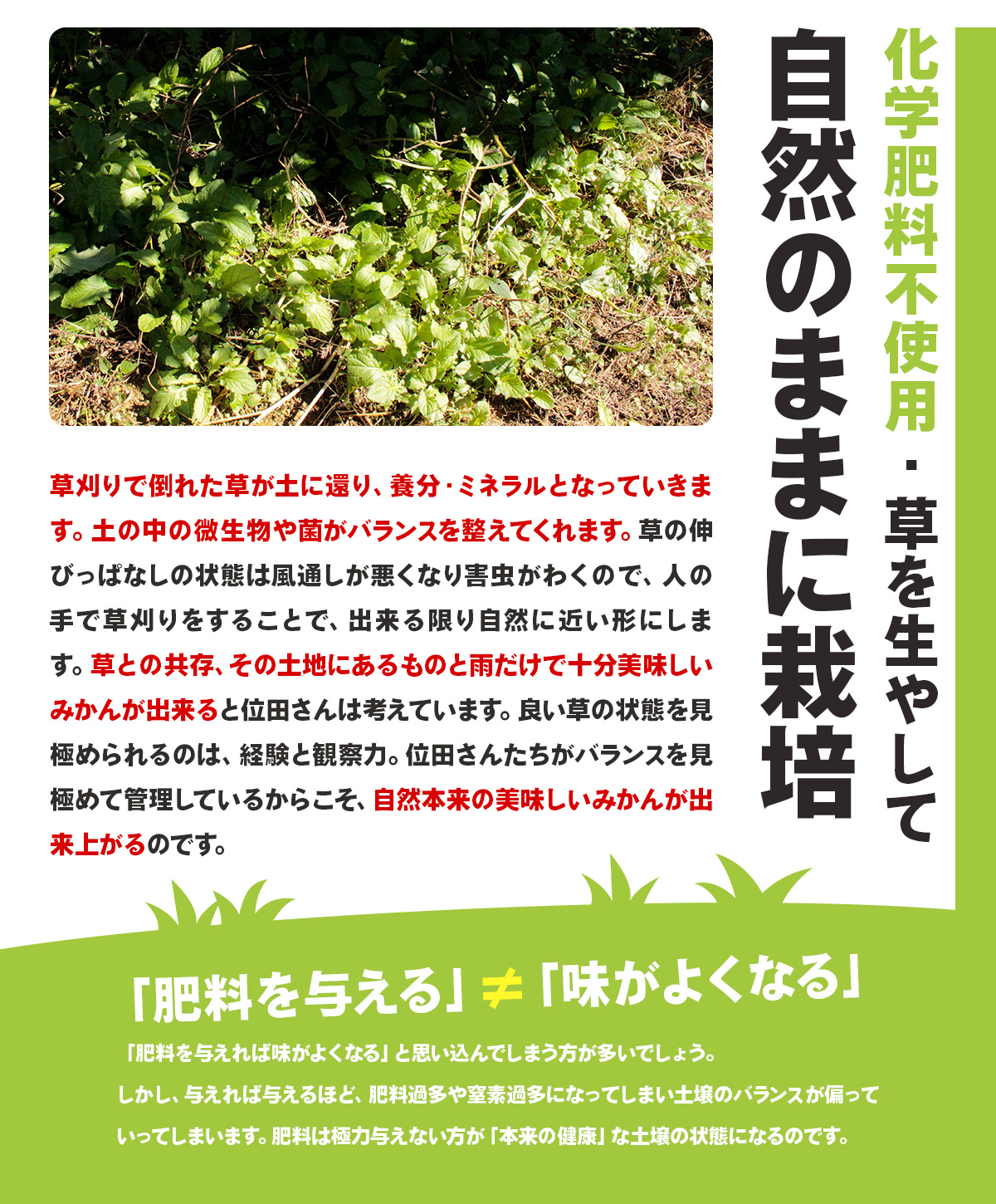 三ヶ日みかん 極早生