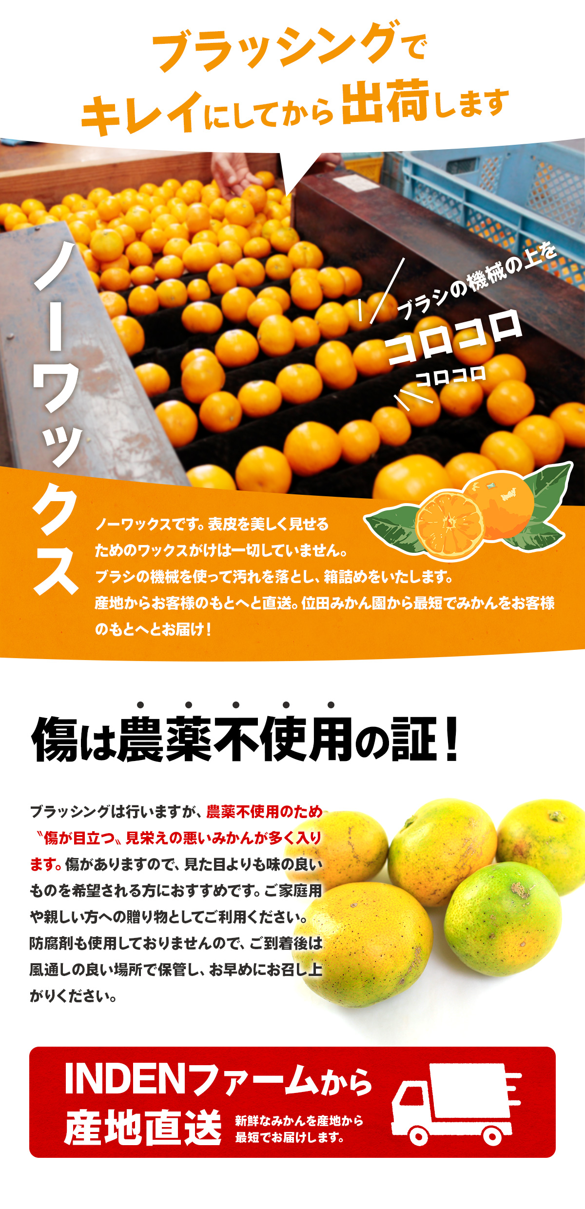 浜名湖みかん極早生