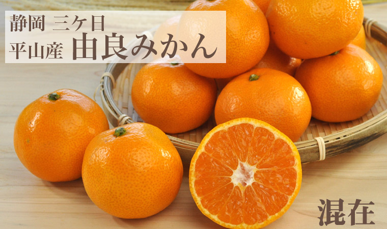 静岡 三ケ日みかん