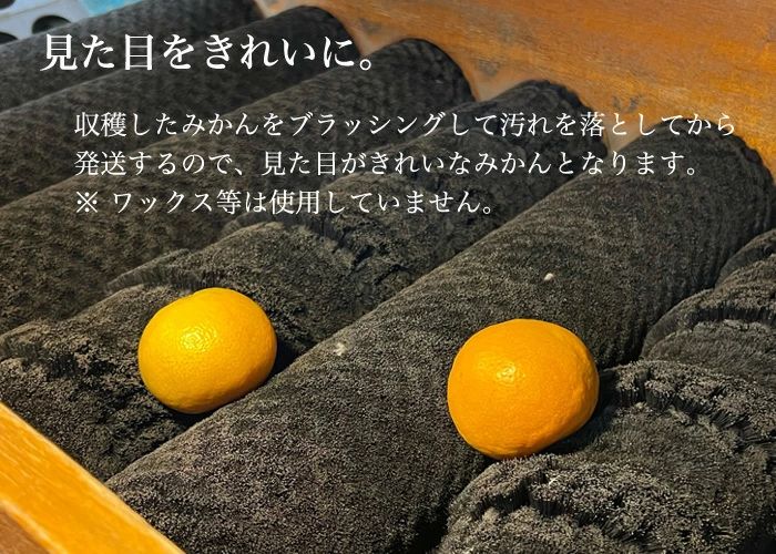 静岡 三ケ日みかん