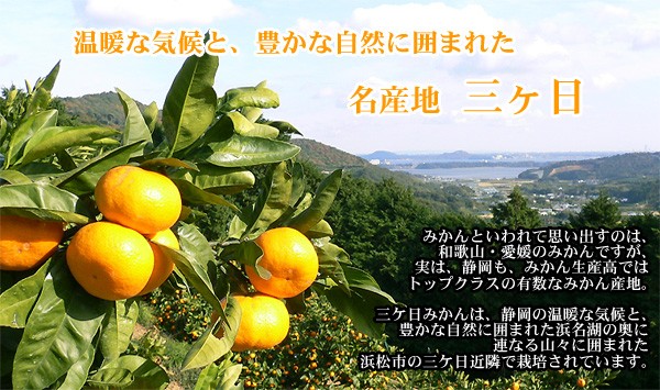 三ヶ日みかん 早生