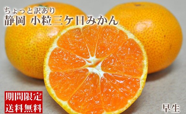 三ヶ日みかん 早生