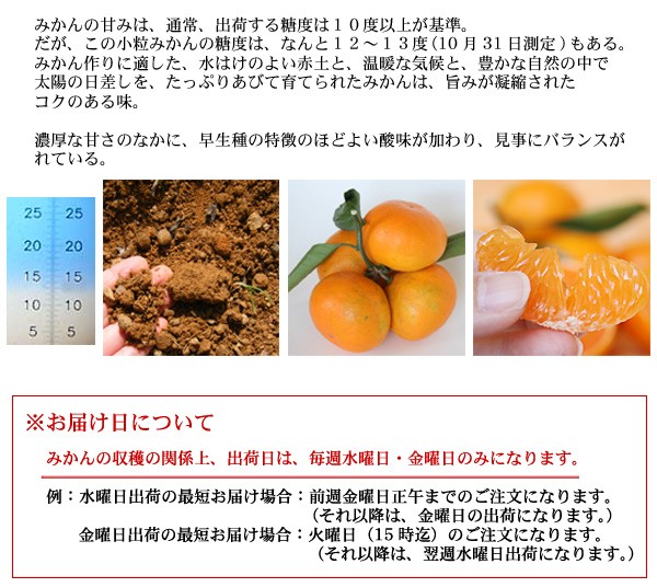 三ヶ日みかん