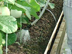 静岡マスクメロン