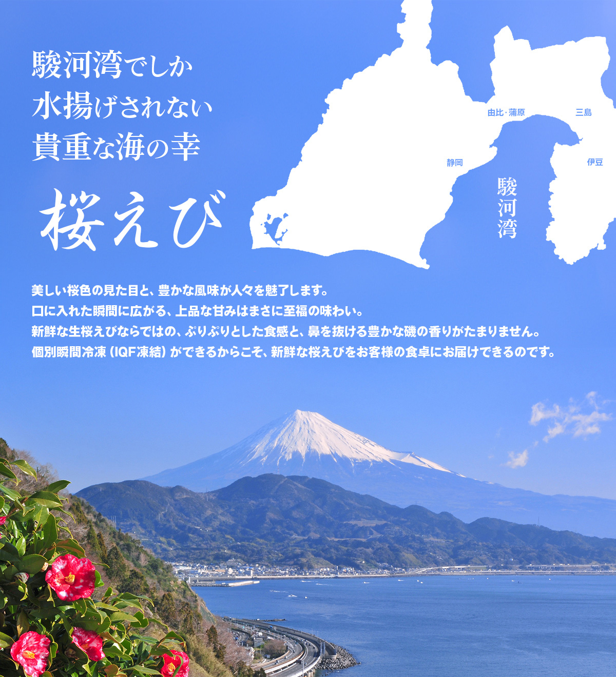 生桜えび