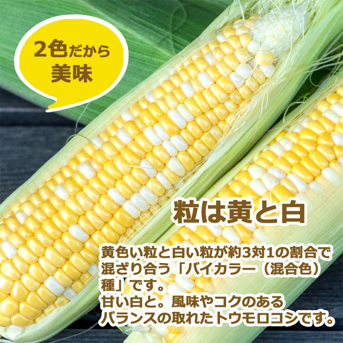 とうもろこし 甘々娘 かんかんむすめ 静岡県 袋井 森町 朝採り幻の