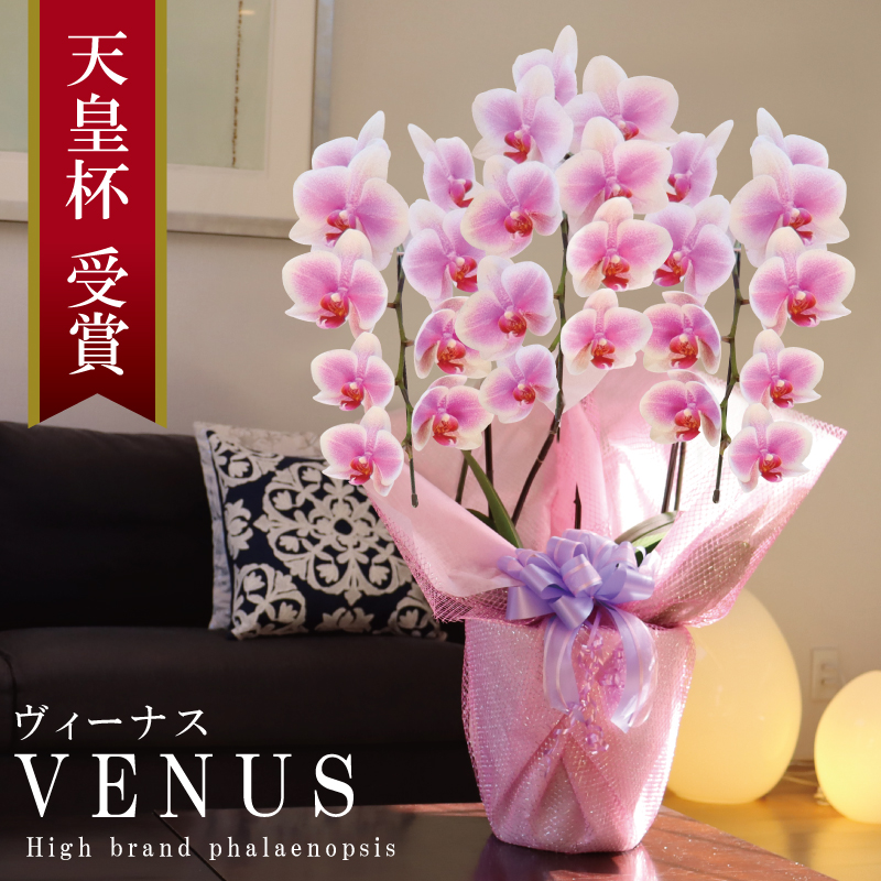 純国産 胡蝶蘭 花持ち長い 中輪 3本立ち 27輪〜【Venus(ヴィーナス）】白ピンク グラデーション 二度咲き プレゼント お祝い 誕生日 個人お祝い 出産祝い 新築祝