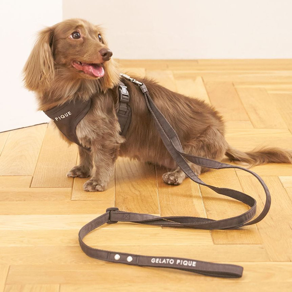 gelato pique（ジェラートピケ） CAT＆DOG リード pagg232570