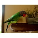 ハワイアン雑貨