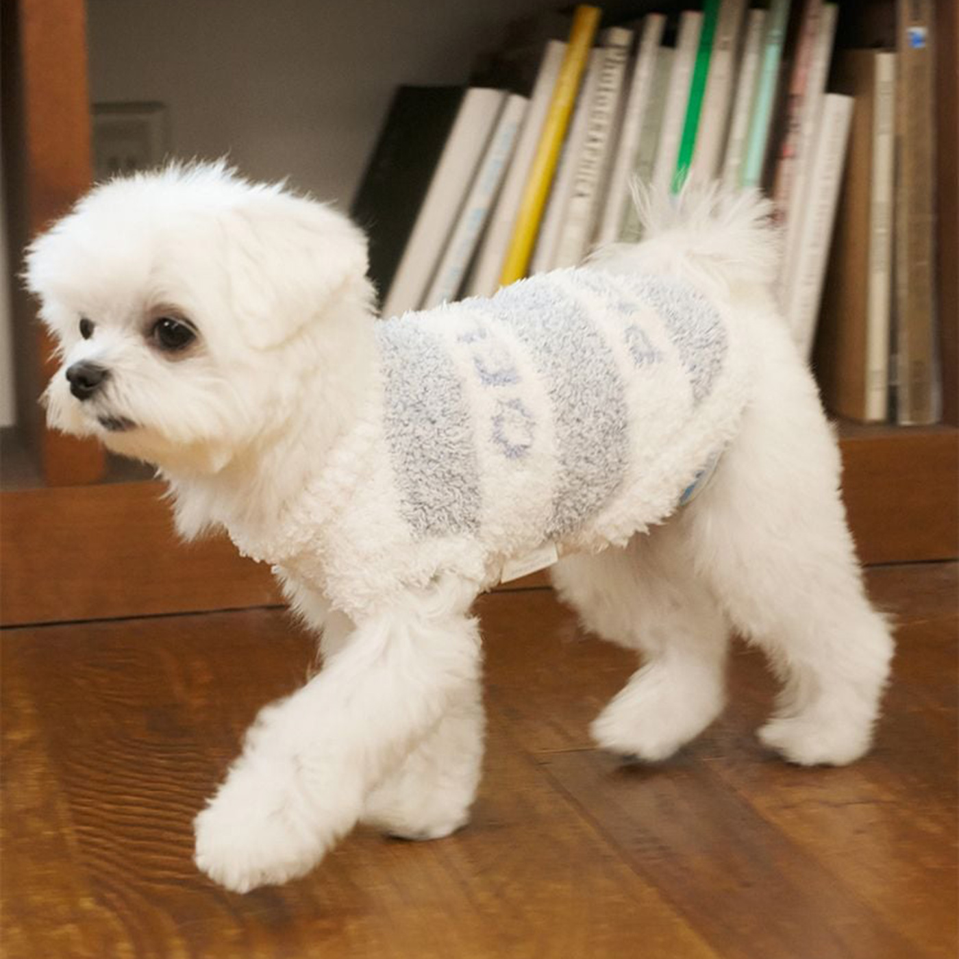 gelato pique（ジェラートピケ） CAT&DOG ジェラートメランジ2ボーダー