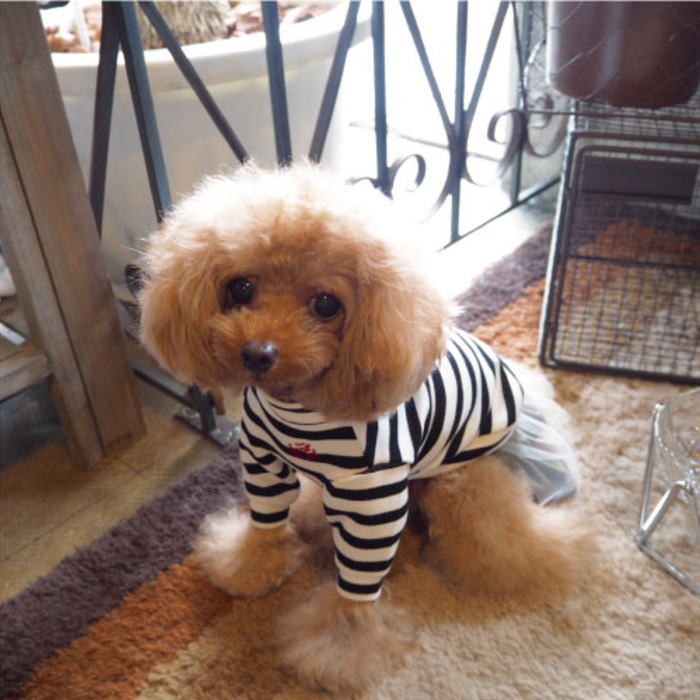 BELINDA フード付き犬服 Amazon | ZUNEA 犬服 秋冬 ワンピース 女の子 小型犬 可愛い