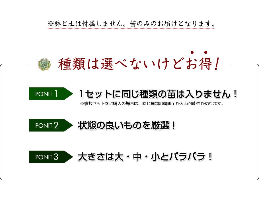 韓国苗福袋セットは種類は選べないけどお得！1セットに同じ種類の苗は入りません。※複数セットをご購入の場合は、同じ種類の韓国苗が入る可能性があります。状態の良いものを厳選します。大きさは大・中・小バラバラ！