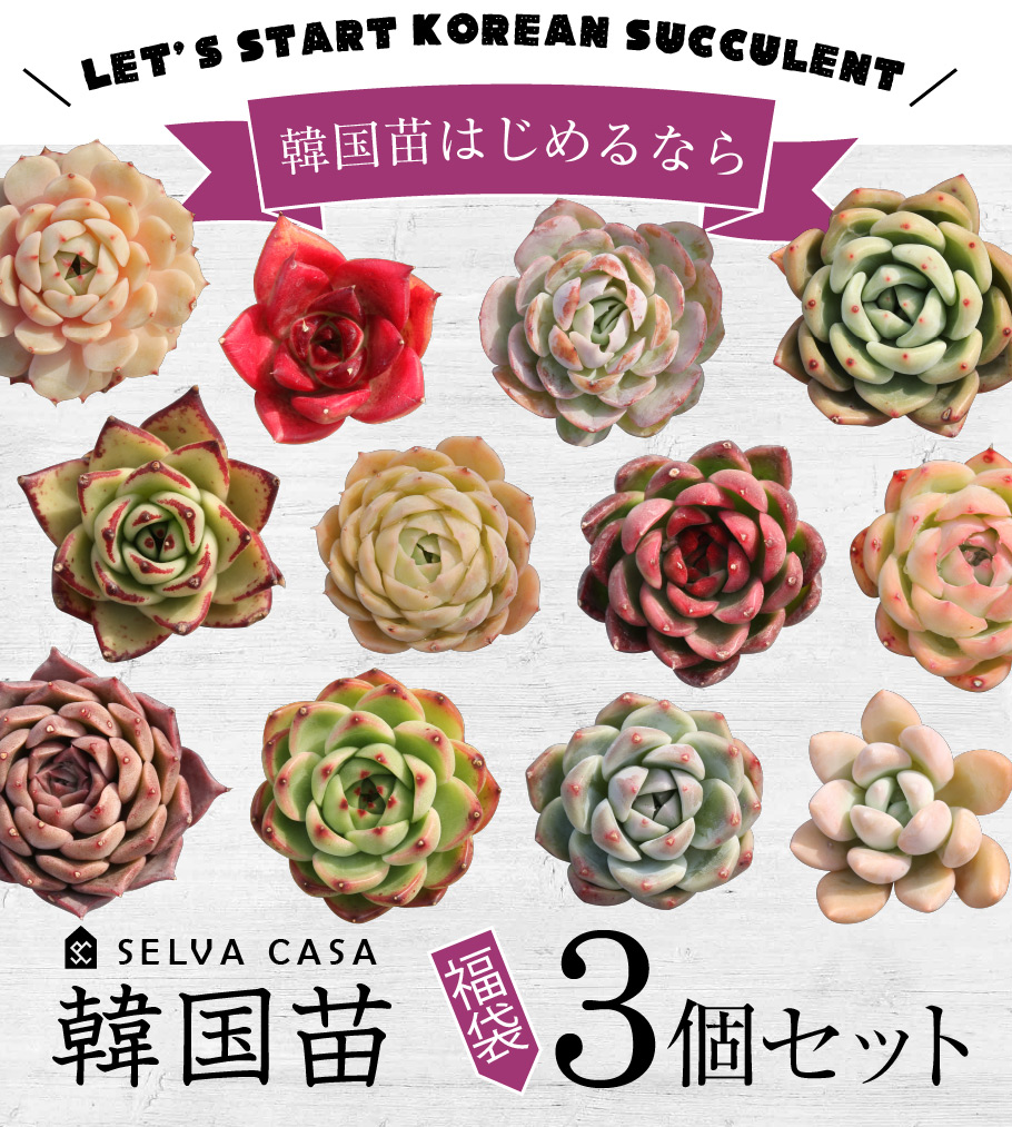 多肉植物 韓国苗の3個セット。福袋なので中身は選べない分お届くです。