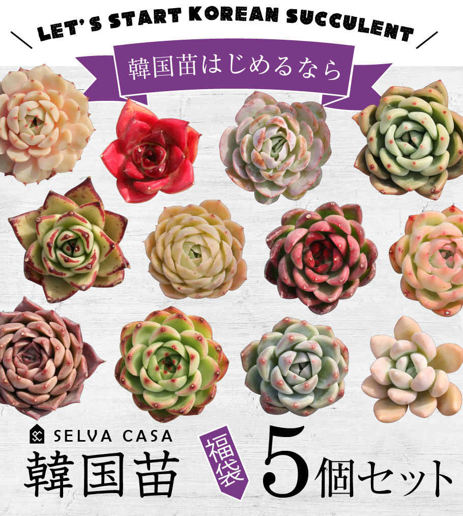 多肉植物 韓国苗の5個セット。福袋なので中身は選べない分お届くです。