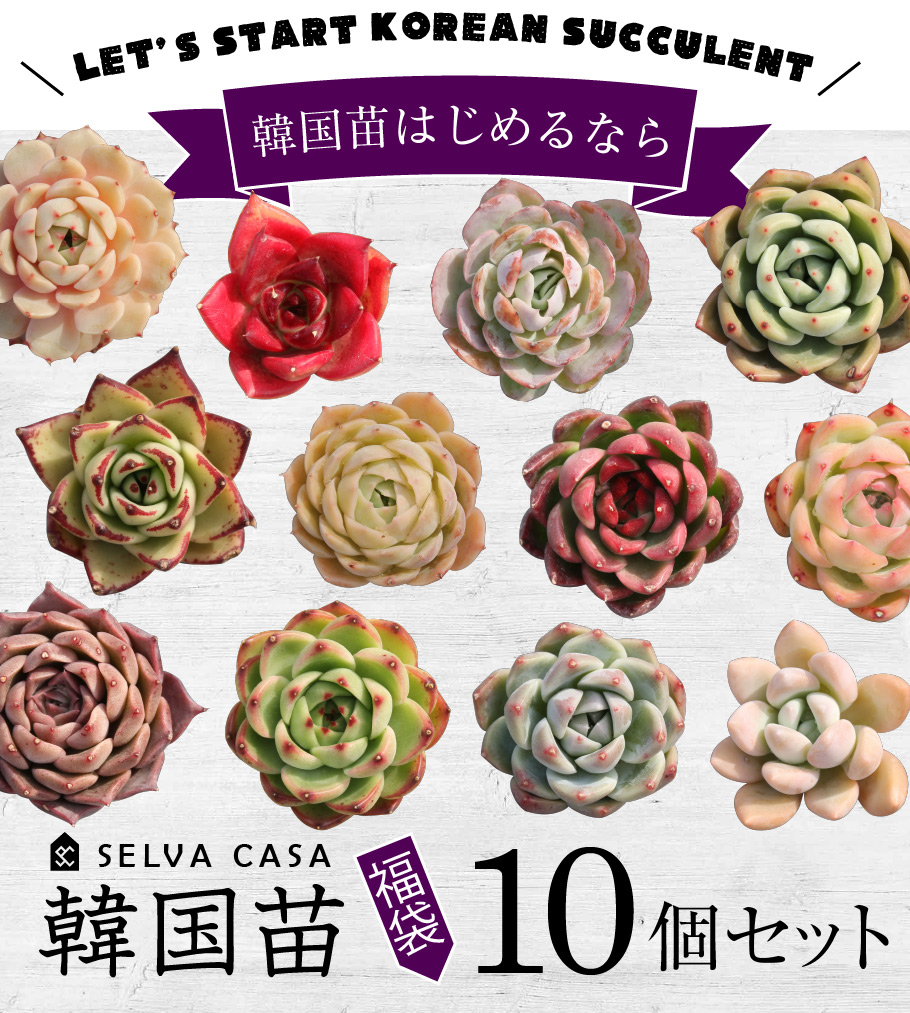 多肉植物 韓国苗の10個セット。福袋なので中身は選べない分お届くです。