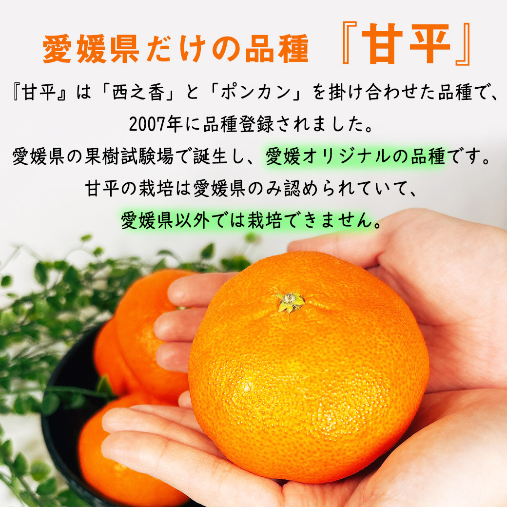 甘平 みかん 秀品 産地箱入 小玉 5Kg 送料無料 希少柑橘 愛媛県産 M-2L