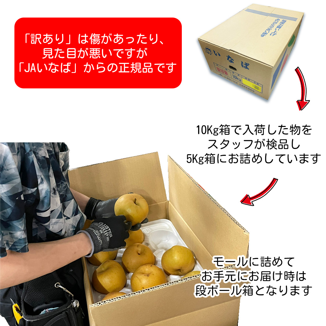 梨 5kg 新甘泉 甘い梨 送料無料 訳あり 鳥取県産 新甘泉梨 6〜20玉入