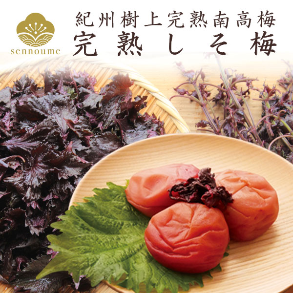 美品　紫エキスが出る小梅　10kg Sサイズ(=^x^=)紫小梅　青梅7-2 幻の赤梅「パープルクイーン」（送料無料）