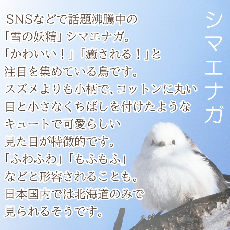 シマエナガとは