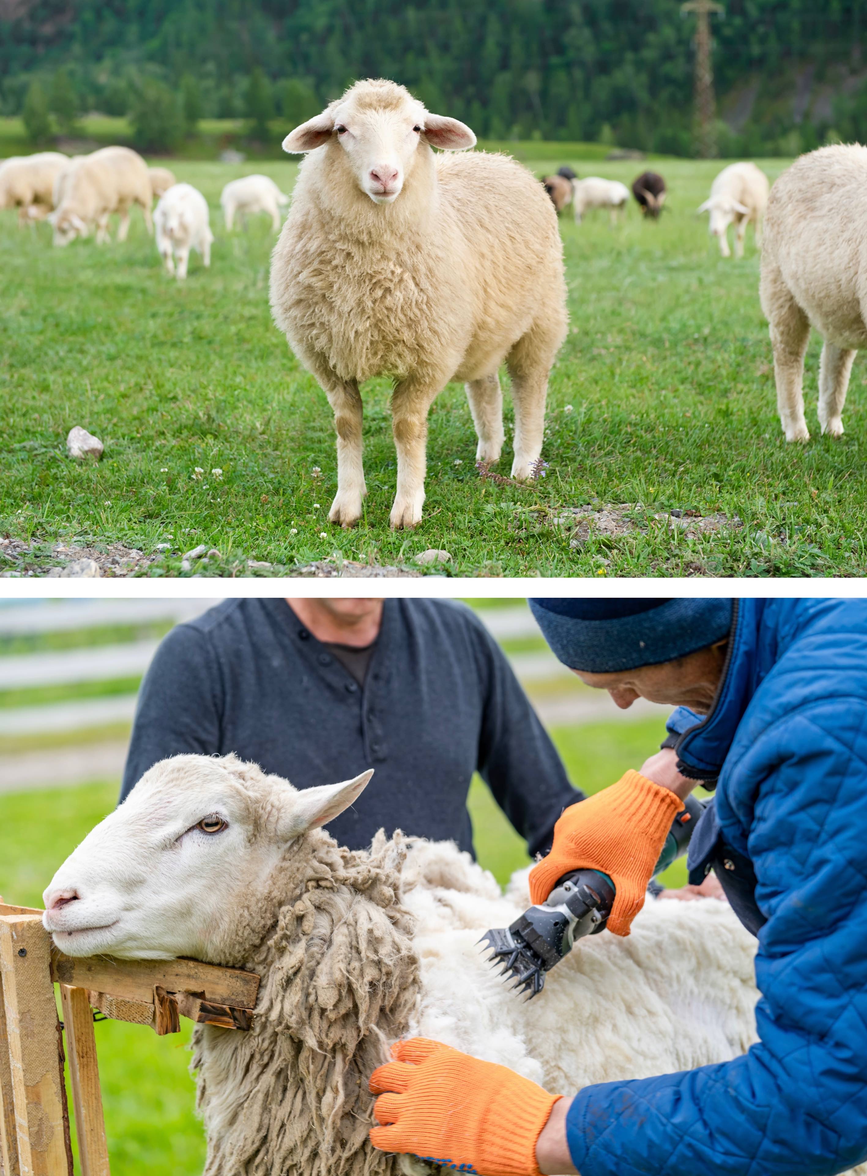 ムートングローブ 洗車用品