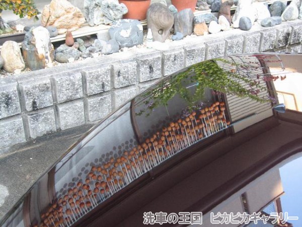 第六回愛車自慢コンテスト トヨタ bB 当店オ...の詳細画像1