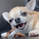 犬のおやつ